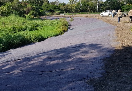 Creekline Restoration